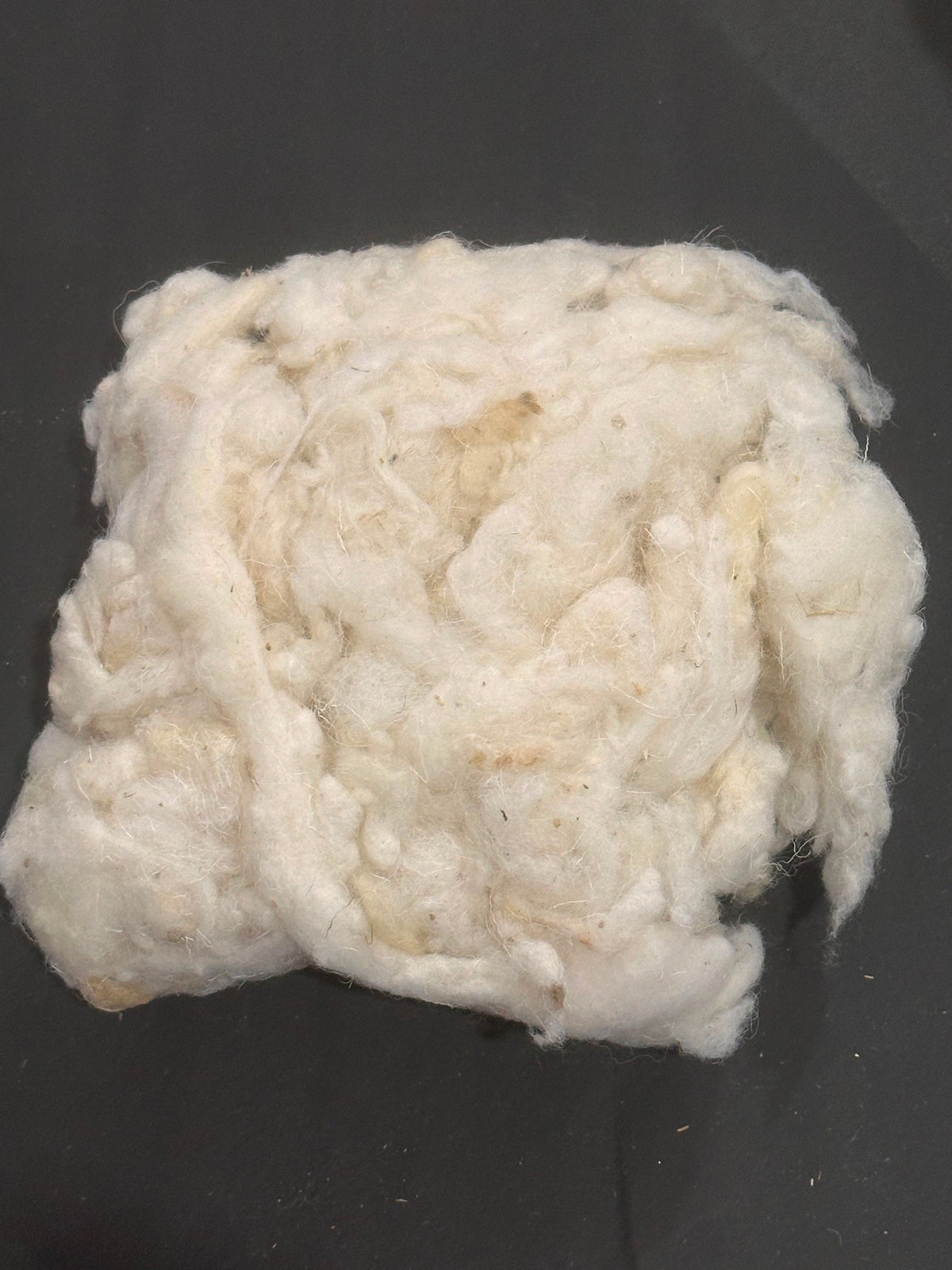 Algerian Raw Wool