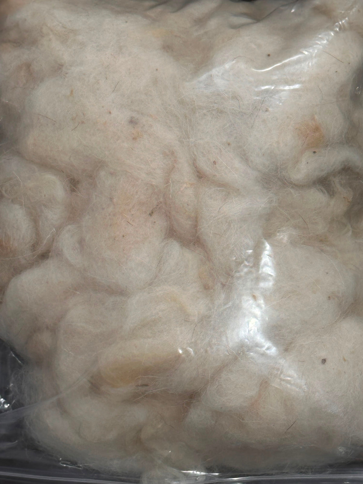 Libyan Raw Wool
