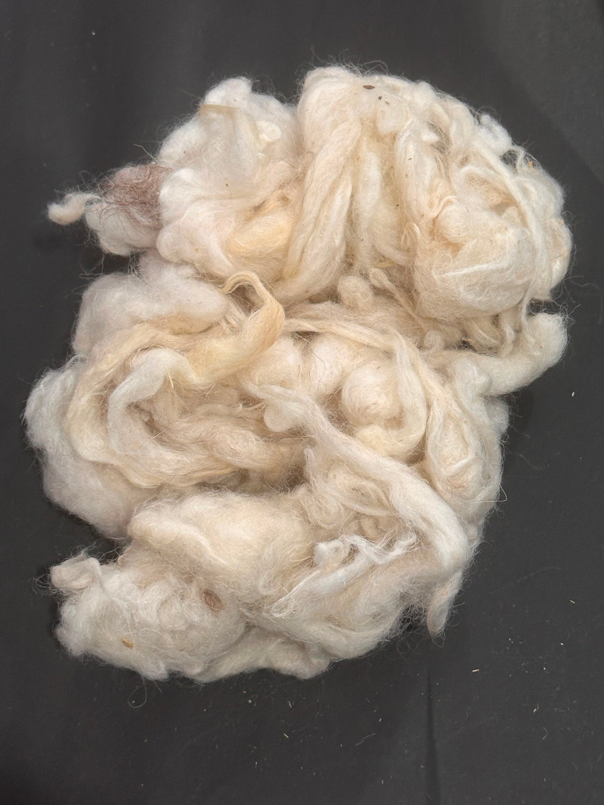 Syrian Raw Wool